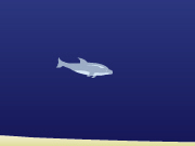 Olimpiadas de delfines